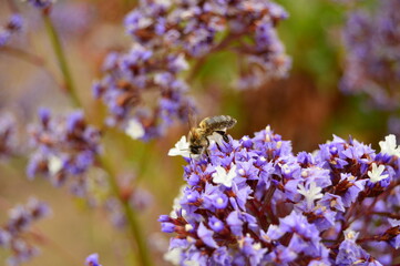 bee on lavender