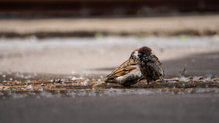Sparrows bathe in a puddle on the asphalt