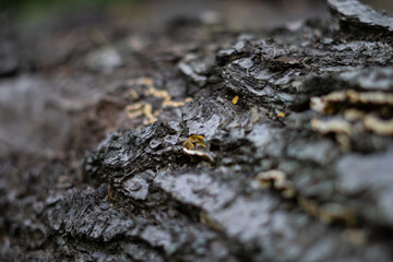 tree-bark