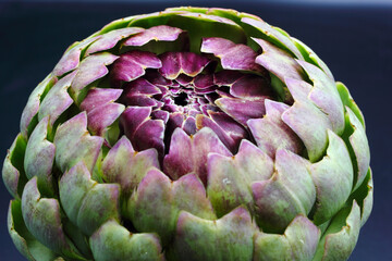 close up of purple and green leaf globe artichoke vegetable isolated on a black background