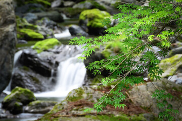 日本緑のもみじ