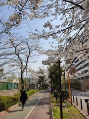 桜咲く歩道