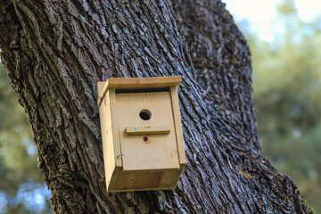 Birdhouse on tree at springtime