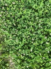 green ivy wall
