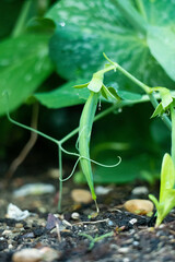 Pea plant in the permaculture garden