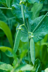 Pea plants in the garden