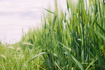 Green unripe ears of wheat in early summer, agricultural field against the backdrop of a cloudy sky. Copy space