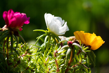 Portulaca oleracea, purslane flowers in the garden