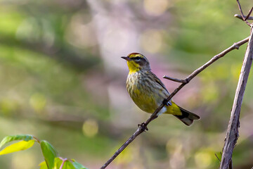 Palm Warbler