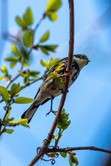 Yellow rumped warbler