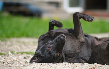 Cute black mutt dog rolling on a backyard