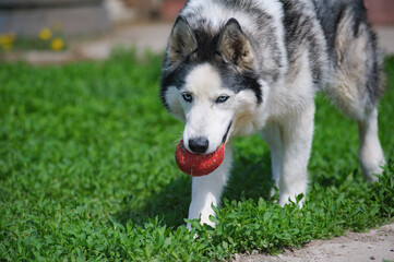 Cute husky dog with toy in mouth