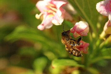 A bee on a yellow flower in the sunshine.
