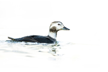 Long-tailed duck (Clangula hyemalis), with the beautiful blue coloured water surface. Beautiful white duck from the river in the morning mist. Wildlife scene from nature, Czech Republic