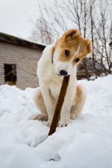 Puppy of alabai on the snow