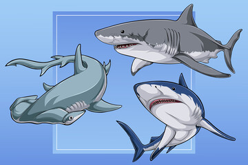 Hand drawn Sharks collection, great white shark, blue shark and scalloped hammerhead shark - obrazy, fototapety, plakaty