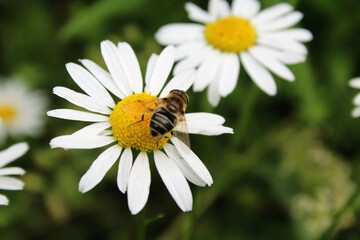 Obraz premium bee on daisy
