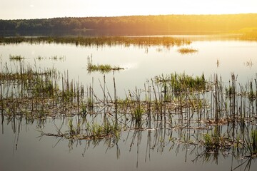 Landscape with lake and trees in the spring morning.

