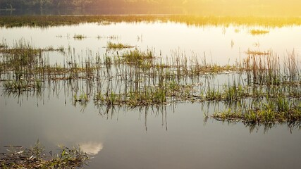 Landscape with lake and trees in the spring morning.
