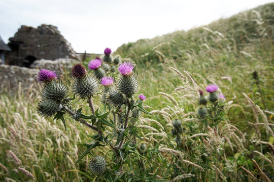 Scottish Tristle nearby dunnottar castle in scotland