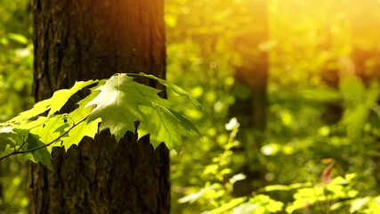 Green leaves in the morning spring sun.
