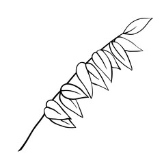 Tree branch with narrow leaves like willow or pecan, outline hand drawn sketch on white background. Minimalist doodle style. Isolated vector twig illustration, single element for natural floral design