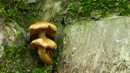 Forest mushrooms, arboreal mushrooms on a spring day.