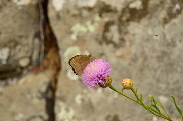 Butterfly on a lilac flower