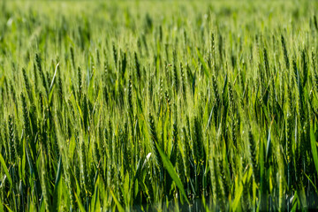 Gerstenfeld im Frühjahr