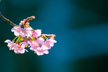 河津桜