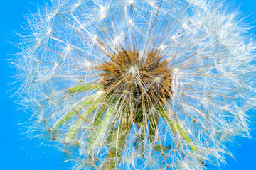 close-up image of dandelion head. summer feeling. space for text