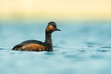 Black-necked grebe (Podiceps nigricollis), with the beautiful blue coloured water surface. Beautiful black waterbird from the lake in the morning mist. Wildlife scene from nature, Czech Republic