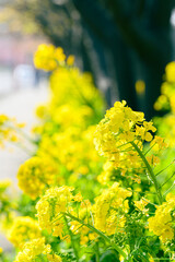 菜の花
