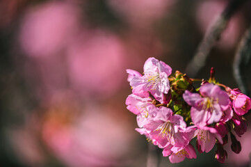 河津桜