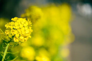 菜の花