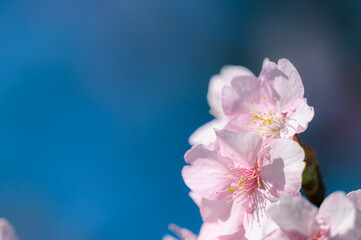 河津桜