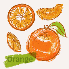 Orange citrus fruit line art and color hand-drawn vector illustration. Rough crayon strokes doodle in an expressive loose coloring book style