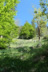 Am Rißsattel, Vorderriß, Bayern