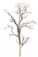 Fototapeta na wymiar dry tree, dead tree isolated on a white background