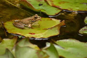 Frog on lotus