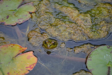 Frog on lotus