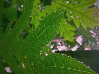 leaf with water drops