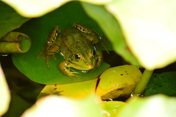 Frog on lotus
