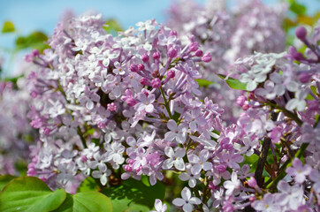 natural background or spring and summer texture blooming lilac in the botanical garden, purple and purple flowers