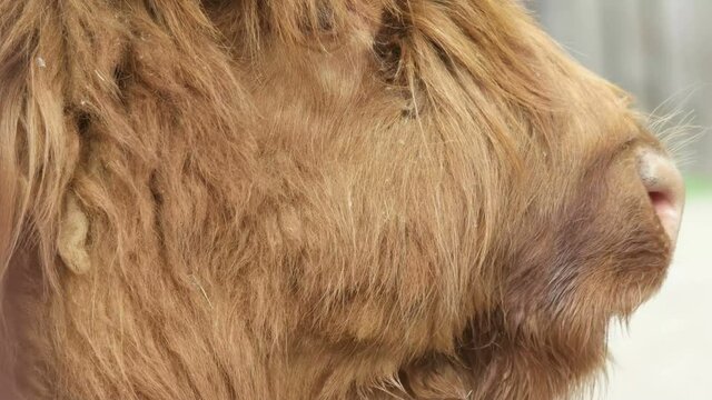 scottish long haired cow chews