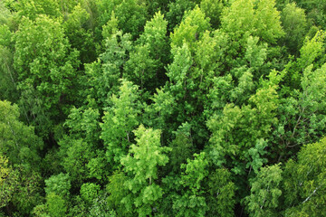 Fototapeta premium Top view of green evening forest with trees