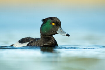 Tufted duck (Aythya fuligula), with the beautiful blue coloured water surface. Beautiful brown duck from the river in the morning mist. Wildlife scene from nature, Czech Republic