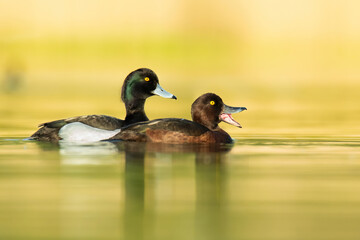 Tufted duck (Aythya fuligula), with the beautiful blue coloured water surface. Beautiful brown duck from the river in the morning mist. Wildlife scene from nature, Czech Republic