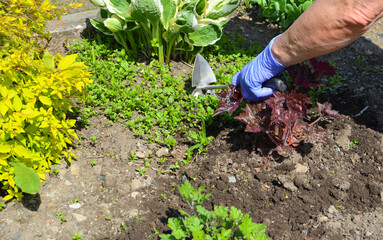 Caucasian senior woman in the garden. Gardening and sustainable summer concept