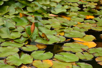 Frog on waterlily